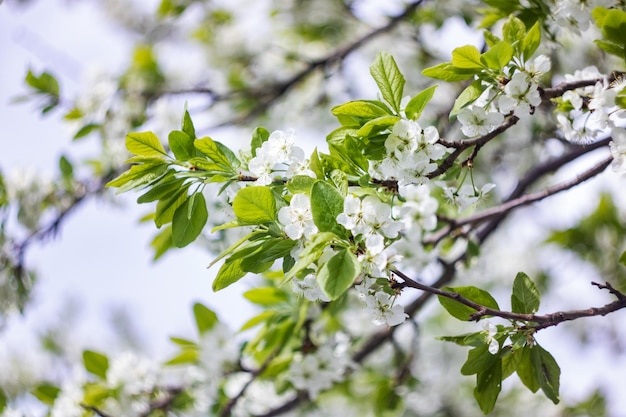 Flores brancas de macieira contra o céu azul