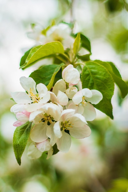 Flores brancas de macieira florescendo no galho
