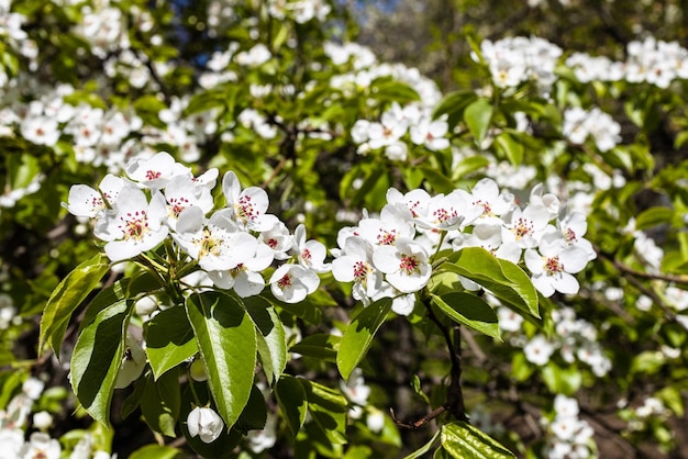 Flores brancas de macieira no jardim fecham
