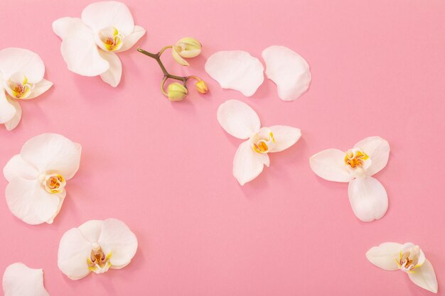 flores brancas de orquídea em terreno rosa