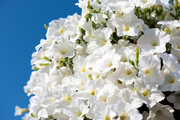 Flores brancas de petúnia