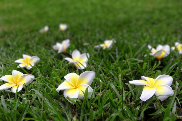 Flores brancas de plumeria com centro amarelo na grama verde