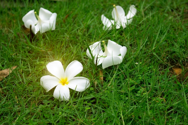 Flores brancas de plumeria em uma grama verde