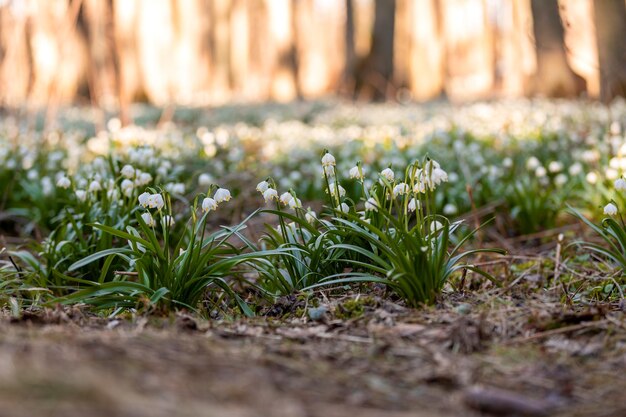 Foto flores brancas de primavera floco de neve leucojum