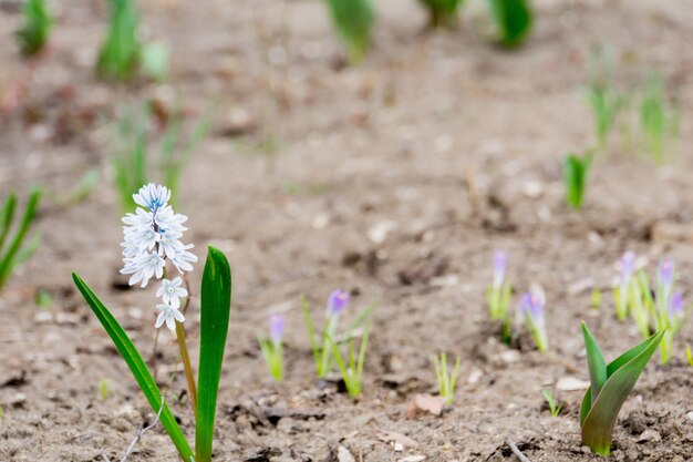 Flores brancas de primavera