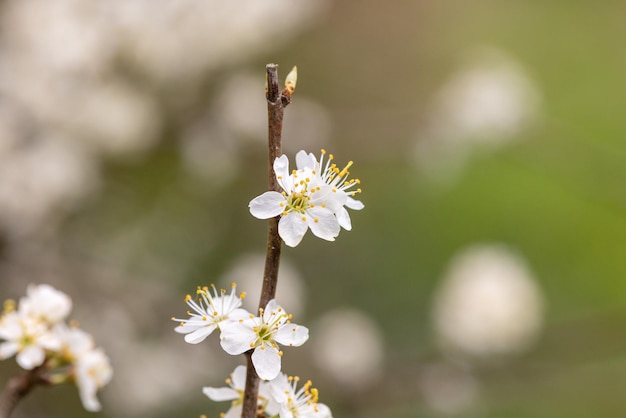 Foto flores brancas de prunus spinosa em um galho na primavera