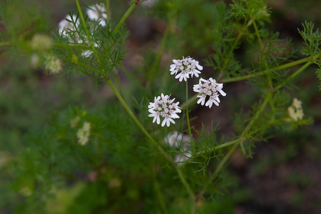 Flores brancas de salsa comum, Ocimum tenuiflorum