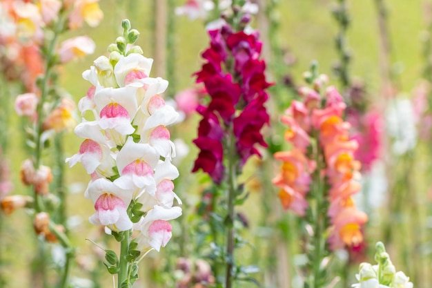 Flores brancas de snapdragon