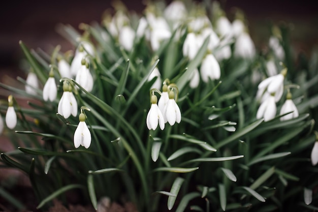 Flores brancas de snowdrops no jardim ou floresta Flores de snowdrops de primavera