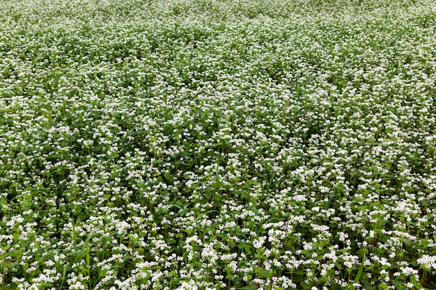 Flores brancas de trigo sarraceno durante a floração em um campo agrícola, cultivando com o cultivo de trigo sarraceno com flores brancas