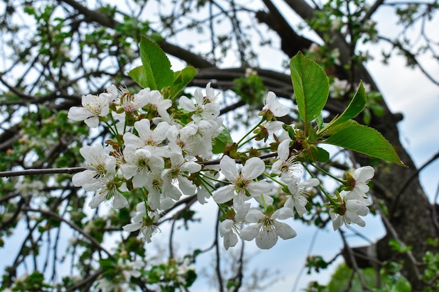 Flores brancas de uma cereja em um fundo de árvores Primavera