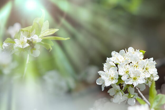 Flores brancas de uma macieira Fundo de primavera