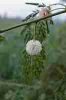 Foto flores brancas de uma planta com o nome científico leucaena leucocephala