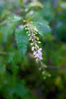 Foto flores brancas de uma planta com o nome científico rivina humilis com um fundo desfocado natural