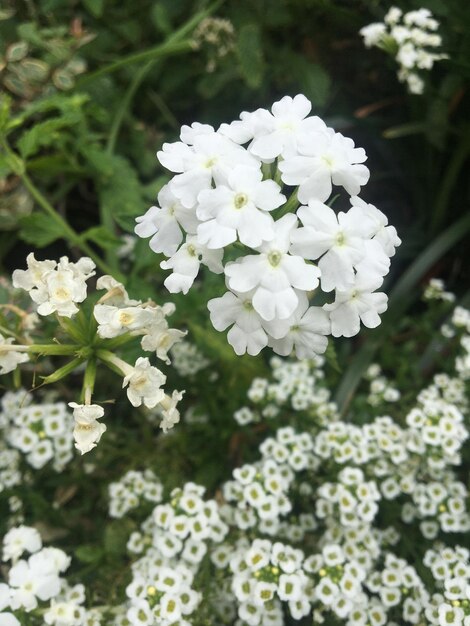 Flores brancas de uma verbena