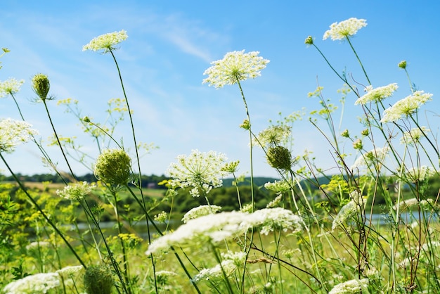 Flores brancas de verão Dia ensolarado de céu azul