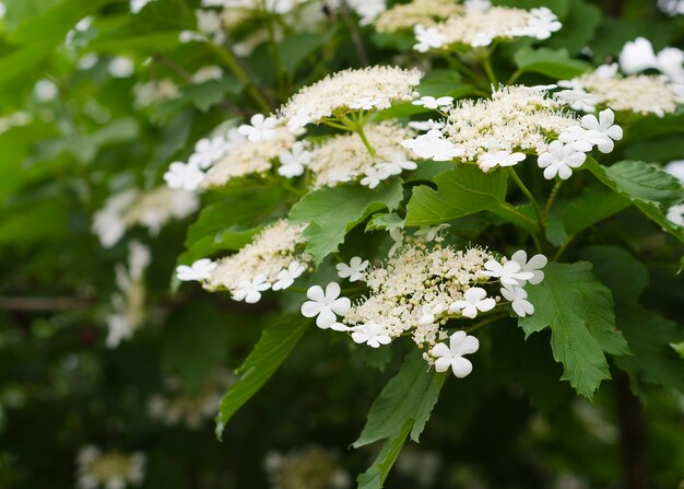 Flores brancas de viburnum e fundo de folhagem verde