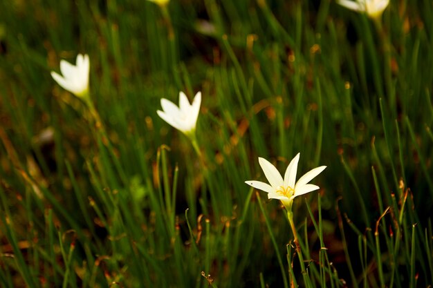 Flores brancas de zephyranthes florescendo