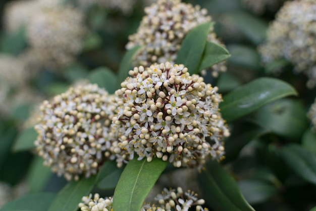 Flores brancas decorativas perfumadas skimmia japonica