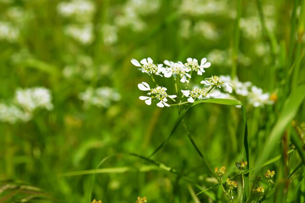 Flores brancas desabrochando na primavera, fundo natural