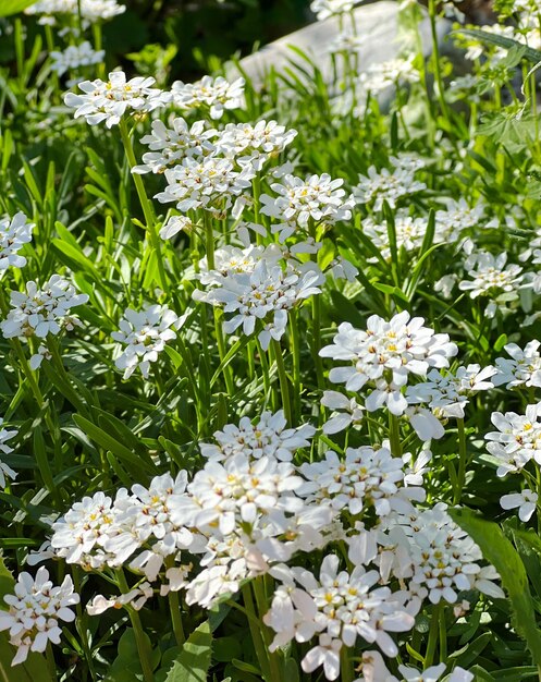 Flores brancas do candytuft evergreen Iberis sempervirens Flores brancas no jardim de verão