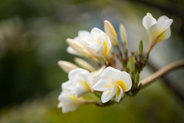 Flores brancas e amarelas de plumeria em uma árvore