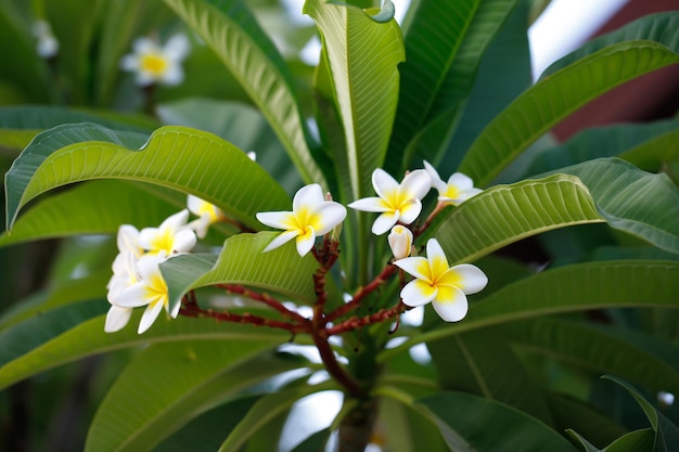 Flores brancas e amarelas de plumeria ou Frangipani Jasmine Mango em uma árvore