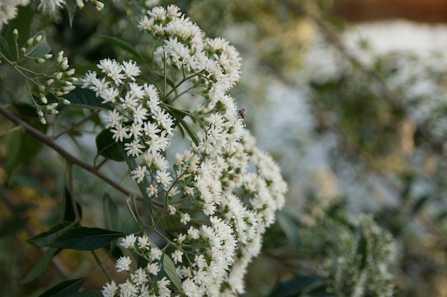 Foto flores brancas e pequenas abelhas.