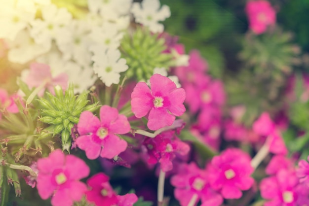 Flores brancas e rosa à luz do sol em tons