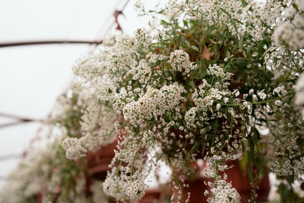 Flores brancas em cashpo para decoração de casa e casamento