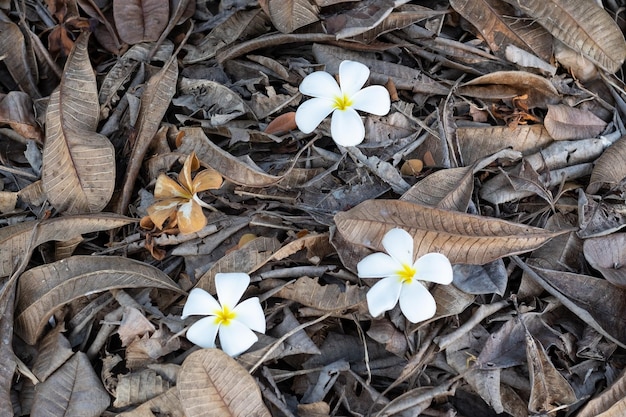 Flores brancas em folhas secas no chão