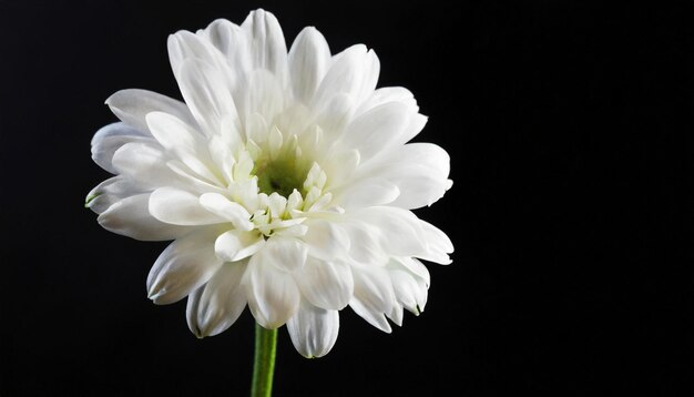 Foto flores brancas em fundo preto