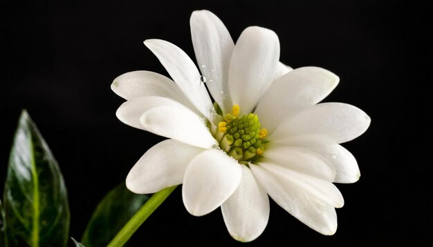 Foto flores brancas em fundo preto