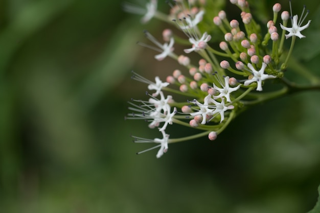 Flores brancas em planta