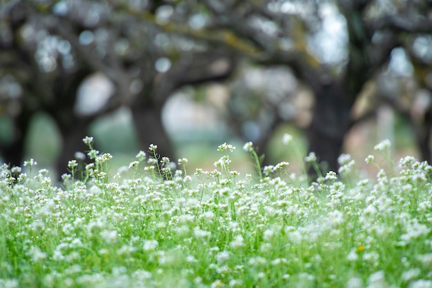 Flores brancas em primeiro plano e árvores sem foco em segundo plano