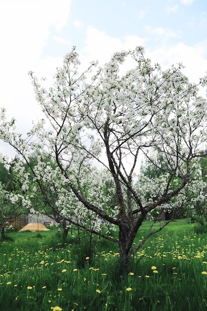 Flores brancas em um arbusto verde a rosa branca está florescendo primavera flor de maçã cereja