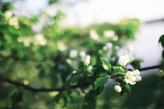 Flores brancas em um arbusto verde A rosa branca está florescendo Primavera flor de maçã cereja