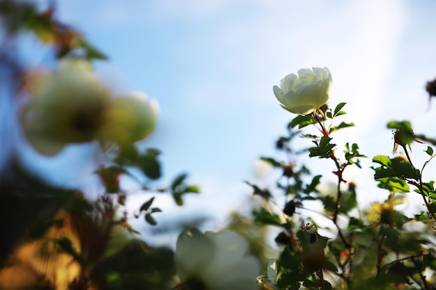 Flores brancas em um arbusto verde Primavera flor de maçã cereja A rosa branca está florescendo