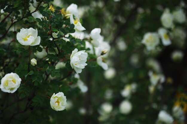 Flores brancas em um arbusto verde Primavera flor de maçã cereja A rosa branca está florescendo