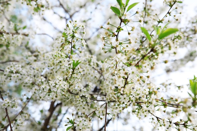 Flores brancas em um arbusto verde Primavera flor de maçã cereja A rosa branca está florescendo
