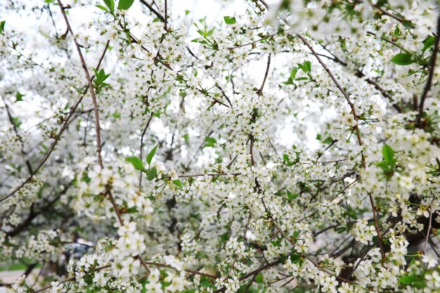 Flores brancas em um arbusto verde Primavera flor de maçã cereja A rosa branca está florescendo