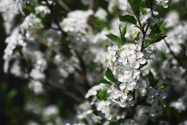 Flores brancas em um arbusto verde Primavera flor de maçã cereja A rosa branca está florescendo