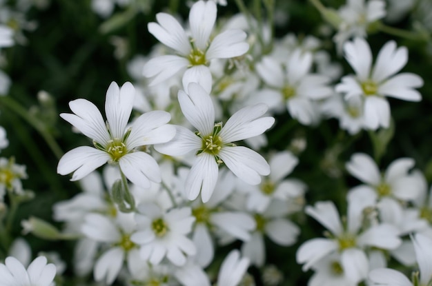 Foto flores brancas em um campo