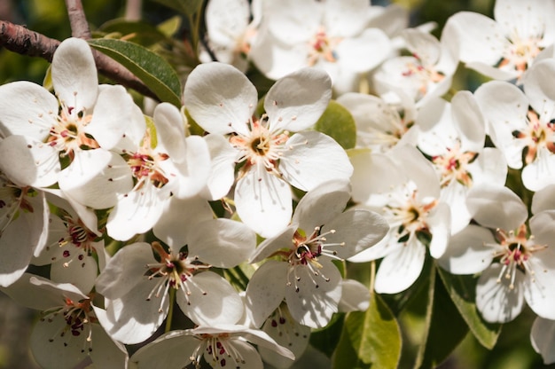 Flores brancas em um galho de árvore Foto macro da primavera