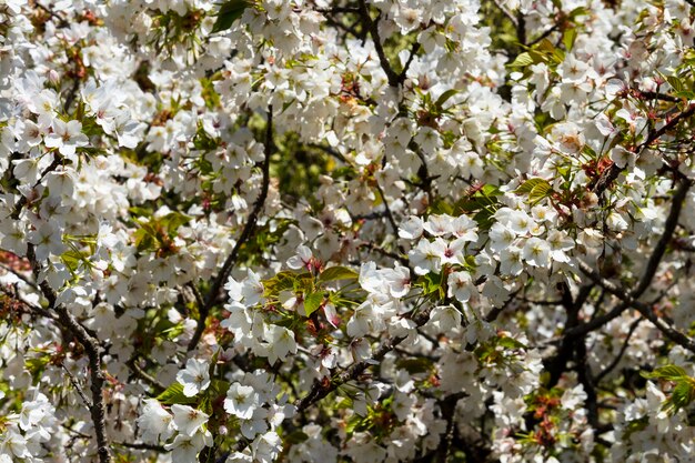 flores brancas em uma árvore no jardim