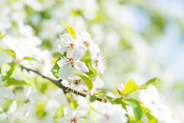 Flores brancas em uma cerejeira em flor com fundo suave de folhas verdes da primavera e céu azul