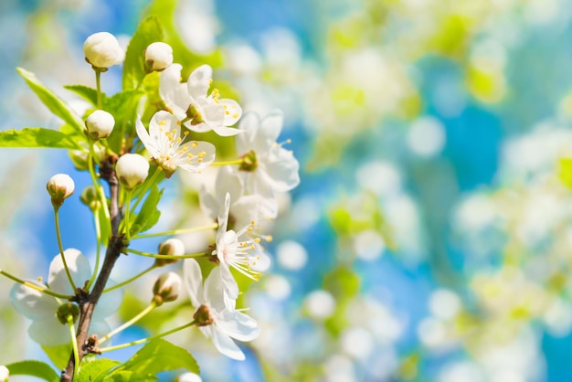 Flores brancas em uma cerejeira em flor com fundo suave de folhas verdes da primavera e céu azul