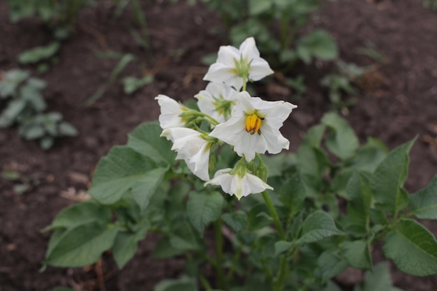 Foto flores brancas em uma planta