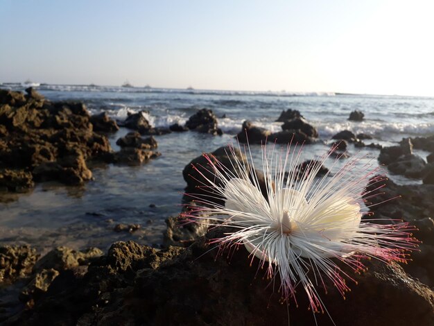 Flores brancas entre os corais à beira-mar na cabeça da covinha