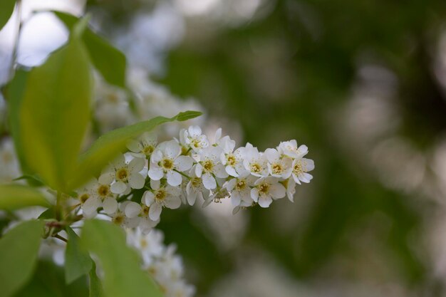 Foto flores brancas florescendo cereja pássaro cereja árvore em flor closeup de um prunus padus florescente